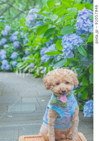 紫陽花と犬 91057846