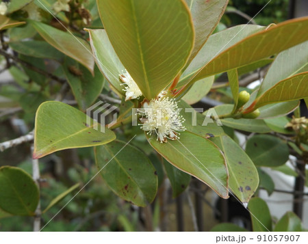 トロピカルフルーツヒメグァバのクリーム色の花 トロピカルフルーツヒメグァバのクリーム色の花 91057907