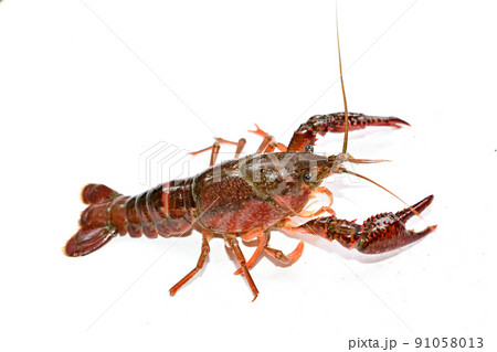 アメリカザリガニ アメリカザリガニ 91058013