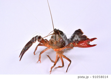 アメリカザリガニ アメリカザリガニ 91058014