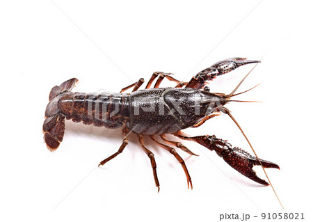 アメリカザリガニ 91058021