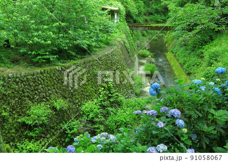 あきる野市 南沢あじさい山 あきる野市 南沢あじさい山 91058067