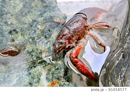 アメリカザリガニ 91058577