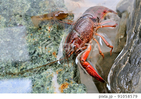 アメリカザリガニ 91058579