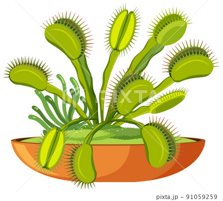 Venus flytrap carnivorous plant and insect Venus flytrap carnivorous plant and insect 91059259