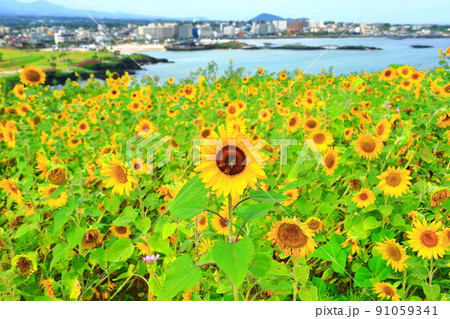 済州島 ビーチ 海水浴場 91059341