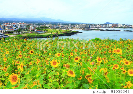 済州島 ビーチ 海水浴場 91059342