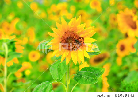 済州島 ビーチ 海水浴場 91059343