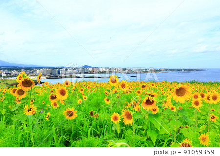 済州島 ビーチ 海水浴場 91059359