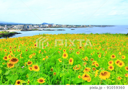 済州島 ビーチ 海水浴場 91059360