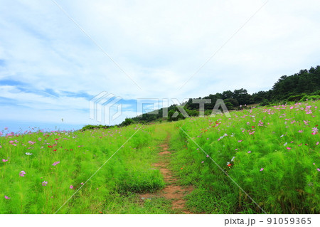 済州島 ビーチ 海水浴場 91059365