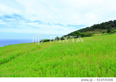 済州島 ビーチ 海水浴場 91059366