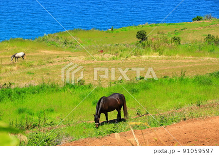済州島 ビーチ 海水浴場 91059597