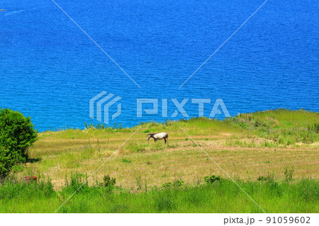 済州島 ビーチ 海水浴場 91059602