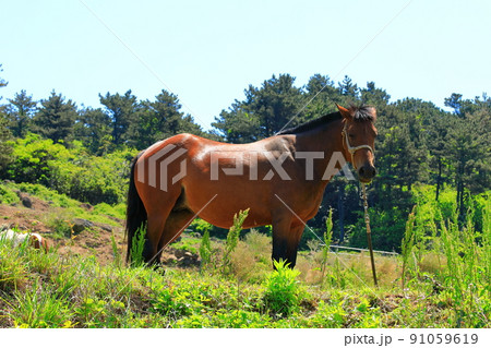 済州島 ビーチ 海水浴場 91059619