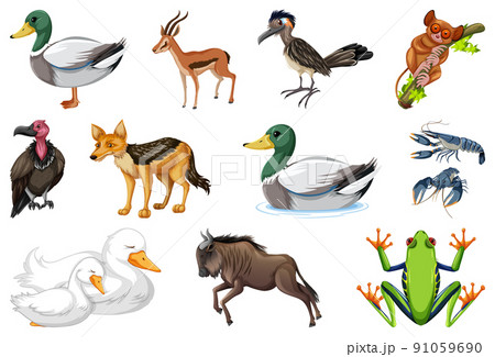 Set of different kinds of animals Set of different kinds of animals 91059690