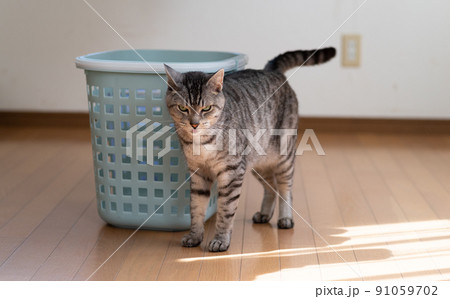 見つめる猫 サバトラ猫 見つめる猫 サバトラ猫 91059702