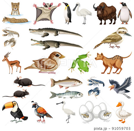 Different kinds of animals collection Different kinds of animals collection 91059703