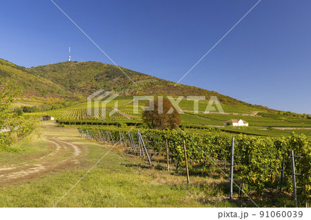Autumn vineyard and Tokaji-hegy (513 m), Tokaj region, Great Plain and North, Hungary Autumn vineyard and Tokaji-hegy (513 m), Tokaj region, Great Plain and North, Hungary 91060039