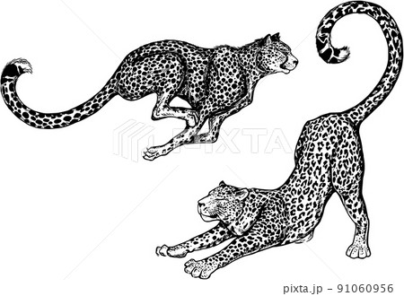 Set of hand drawn sketch style leopards isolated on white background. Vector illustration. Set of hand drawn sketch style leopards isolated on white background. Vector illustration. 91060956
