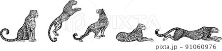 Set of hand drawn sketch style leopards isolated on white background. Vector illustration. 91060976
