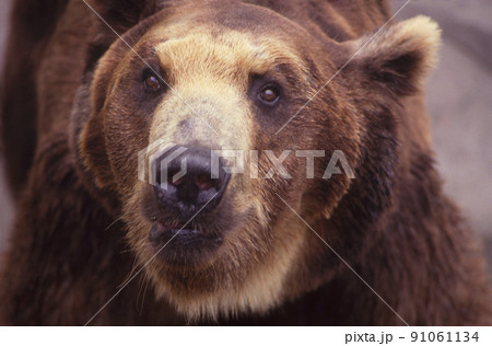 ヒグマアップ ヒグマアップ 91061134