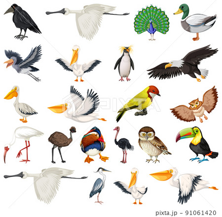 Different kinds of birds collection 91061420