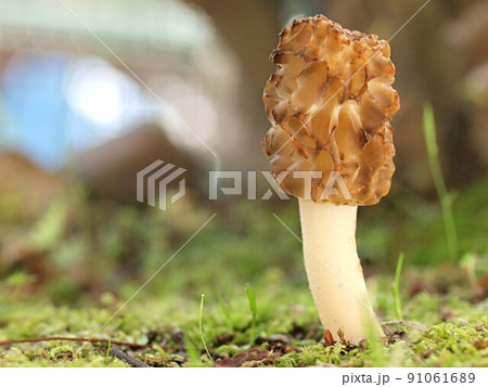 アミガサタケの生態写真 アミガサタケの生態写真 91061689