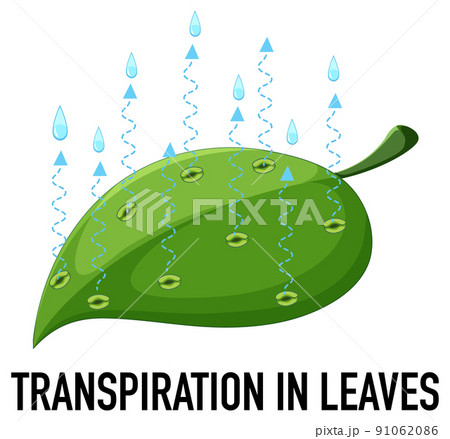 Science concept with transpiration in leaves 91062086