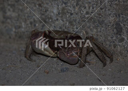 くろべんけいがに 91062127