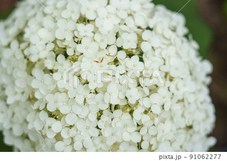 大阪城公園　あじさいうつぎ園のきれいなアジサイ 91062277