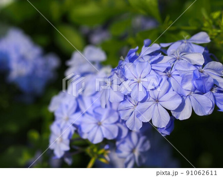 ルリマツリの花のアップ ルリマツリの花のアップ 91062611