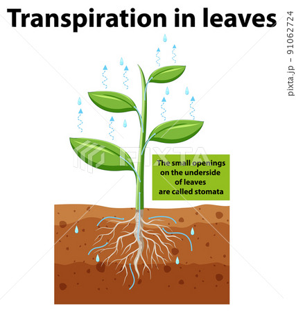 Science concept with transpiration in leaves 91062724