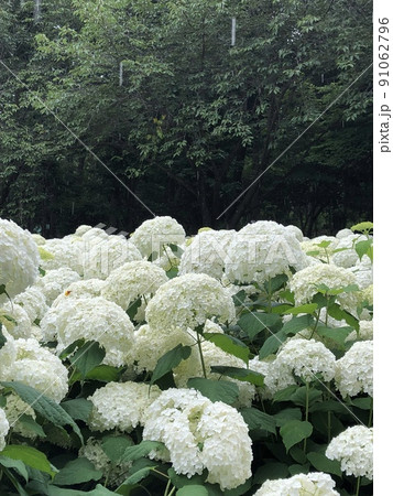 アジサイと森 91062796