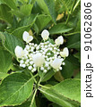 冠のような額紫陽花 91062806