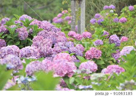 夏の手前の紫陽花と向日葵 91063185