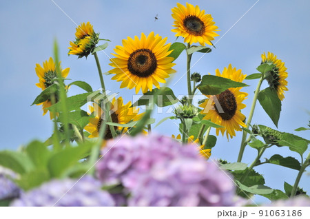 夏の手前の紫陽花と向日葵 91063186