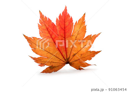 Autumn maple leaf Autumn maple leaf 91063454