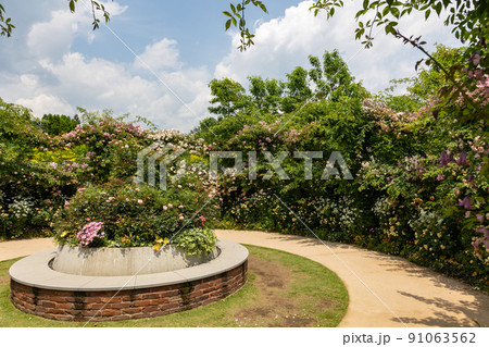 中之条ガーデンズ　ローズガーデン 91063562