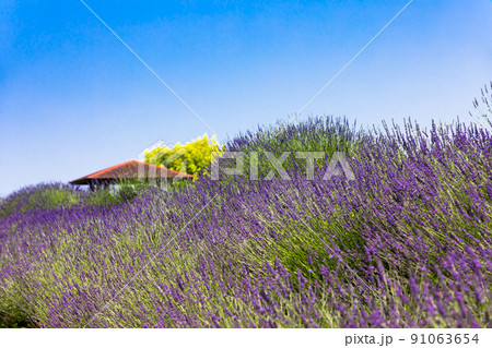 埼玉県久喜市ラベンダー ブルーフェスティバルの写真素材