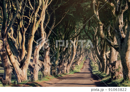 Morning sunlight in beech alley The Dark Hedges, County Antrim in Northern Ireland, UK Morning sunlight in beech alley The Dark Hedges, County Antrim in Northern Ireland, UK 91063822