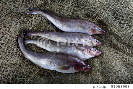 Saffron cod on net Saffron cod on net 91063993