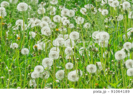 Flowers on the meadow. 91064189
