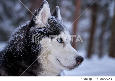 Portrait magnificent Siberian husky dog with blue eyes. Husky dog in winter forest lies on the snow. Close up. Portrait magnificent Siberian husky dog with blue eyes. Husky dog in winter forest lies on the snow. Close up. 91065523