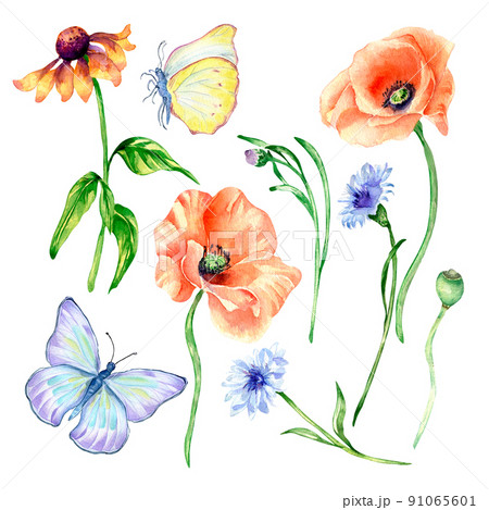 Set of poppy, meadow flowers, butterfly watercolor isolated 91065601