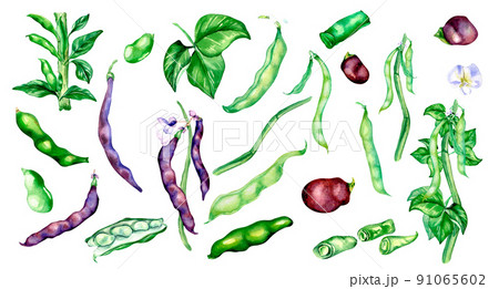 Black beans pod, green haricot watercolor illustration 91065602