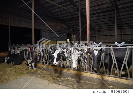 ホルスタイン牛舎 91065605