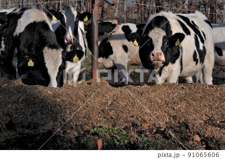ホルスタイン乳牛1 ホルスタイン乳牛1 91065606