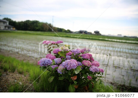 里山の紫陽花 91066077