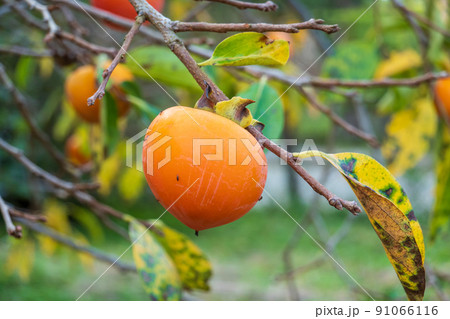 Persimmon fruits on thin branches Persimmon fruits on thin branches 91066116